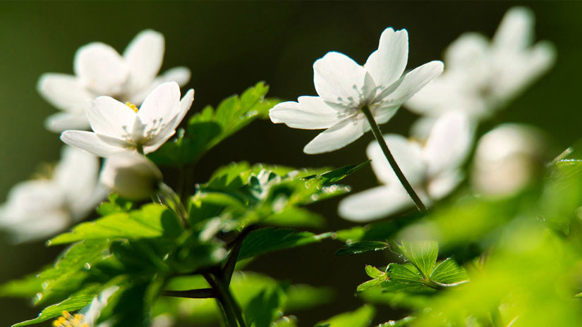 Umbraco.Cms.Infrastructure.PublishedCache.Property