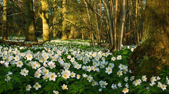 Wood anemones covering woodland floor
