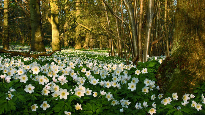 Wood anemones covering woodland floor