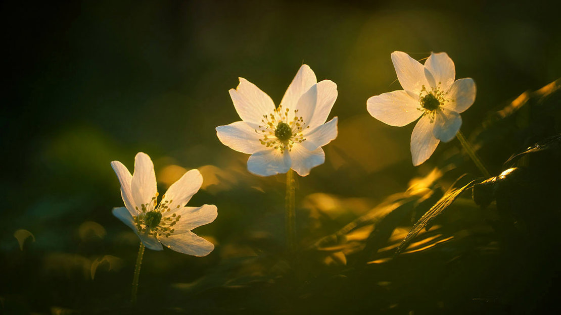 Wood anemone in fading light