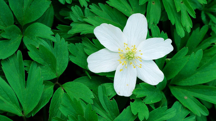 Wood anemone flower and leaves