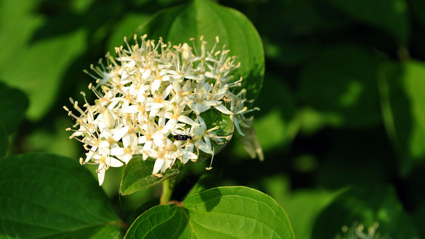 Alder Buckthorn (Frangula alnus) - Woodland Trust