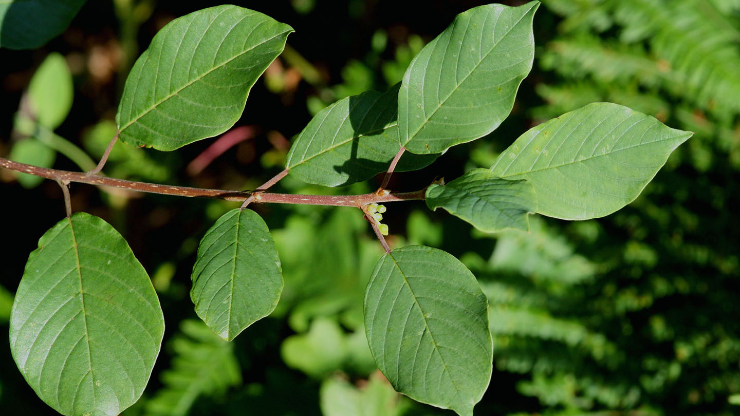 Alder Buckthorn (Frangula alnus) - Woodland Trust