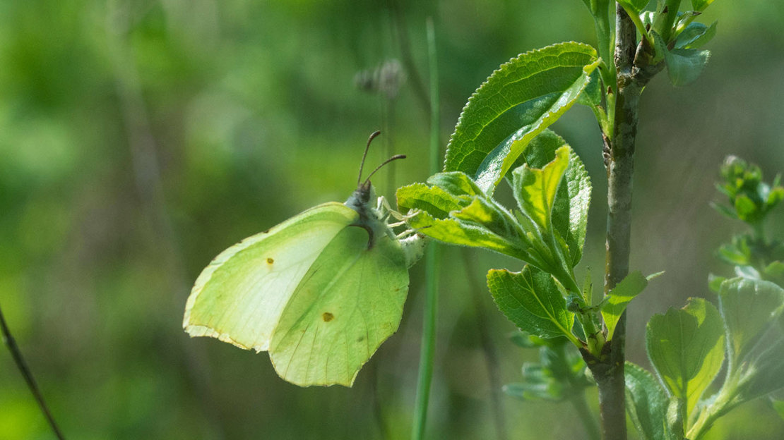 Brimstone butterfly laying eggs on alder buckthorn