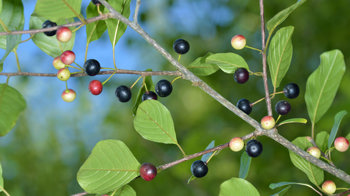 Alder buckthorn branch with berries