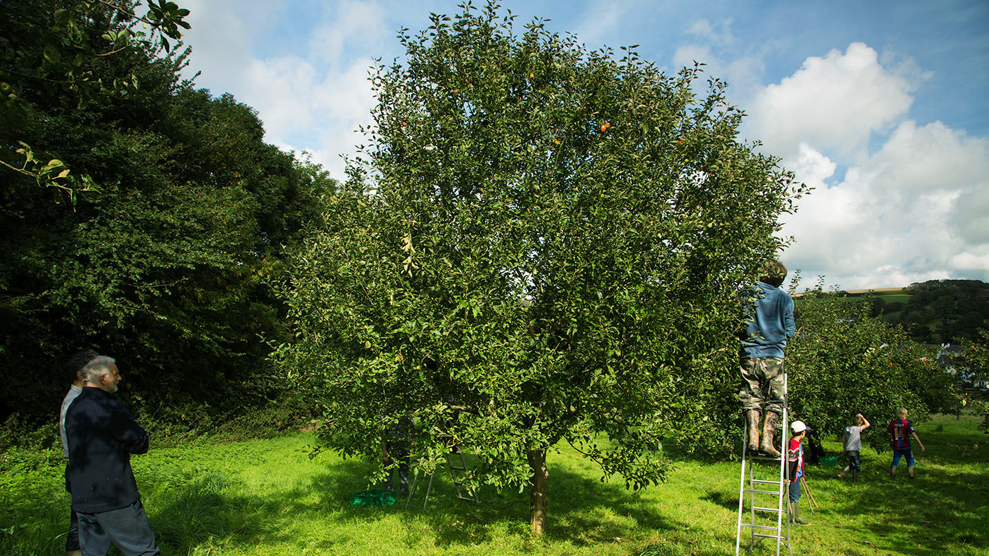 Apple (Malus x domestica) - British Trees - Woodland Trust