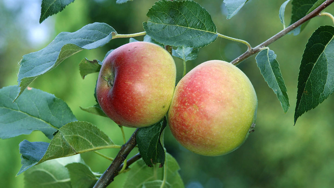 Close up of apples growing on tree