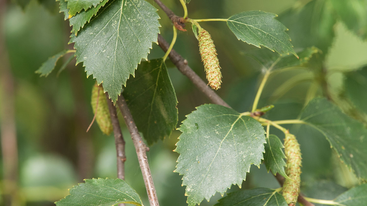 Downy Birch (Betula pubescens) - Woodland Trust