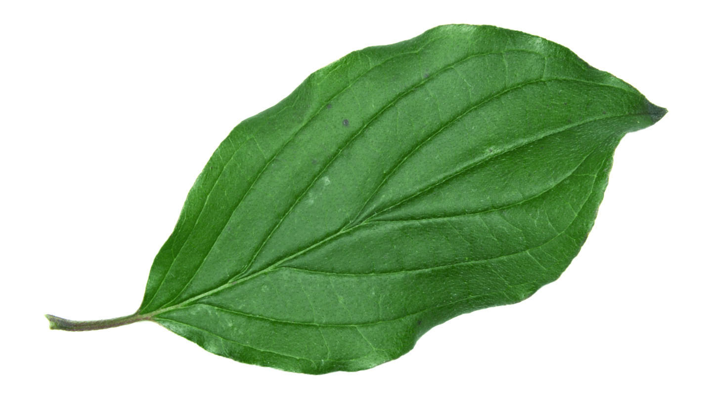 Image of Cornus leaves