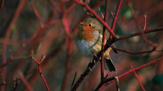 Robin perched in dogwood tree