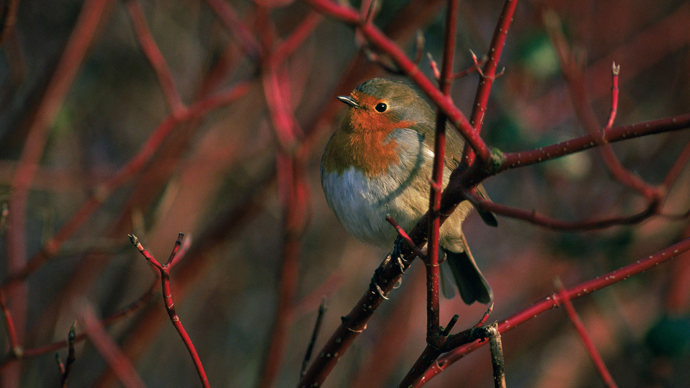 Robin perched in dogwood tree