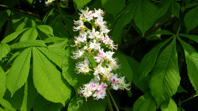 Horse chestnut flower