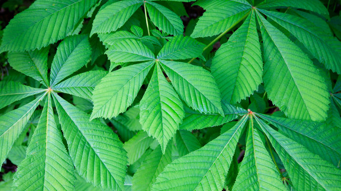 Horse chestnut leaves close-up