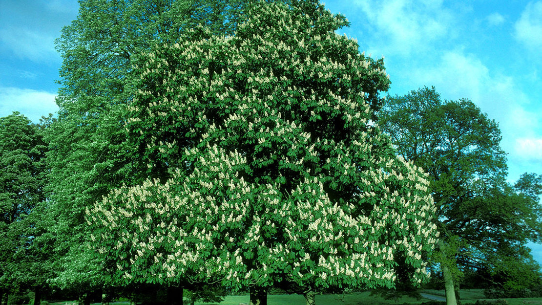 Horse chestnut overall tree