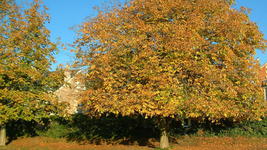 Horse chestnut in autumn