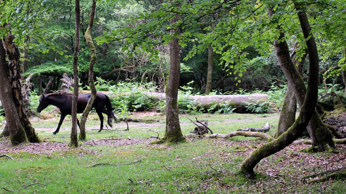 New Forest trees and ponies