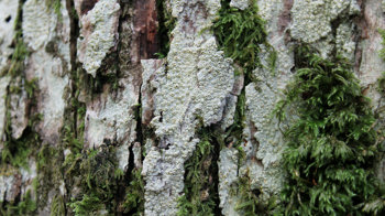 Grey Barnacle lichen covering tree bark on trunk Grey Barnacle lichen covering tree bark on trunk