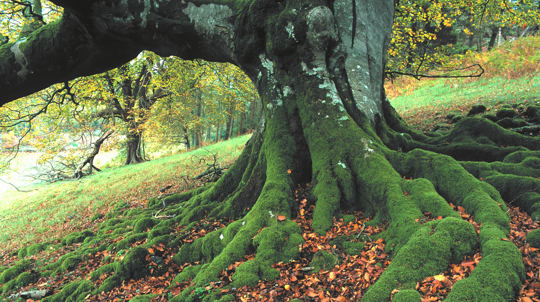 Hafod beech tree
