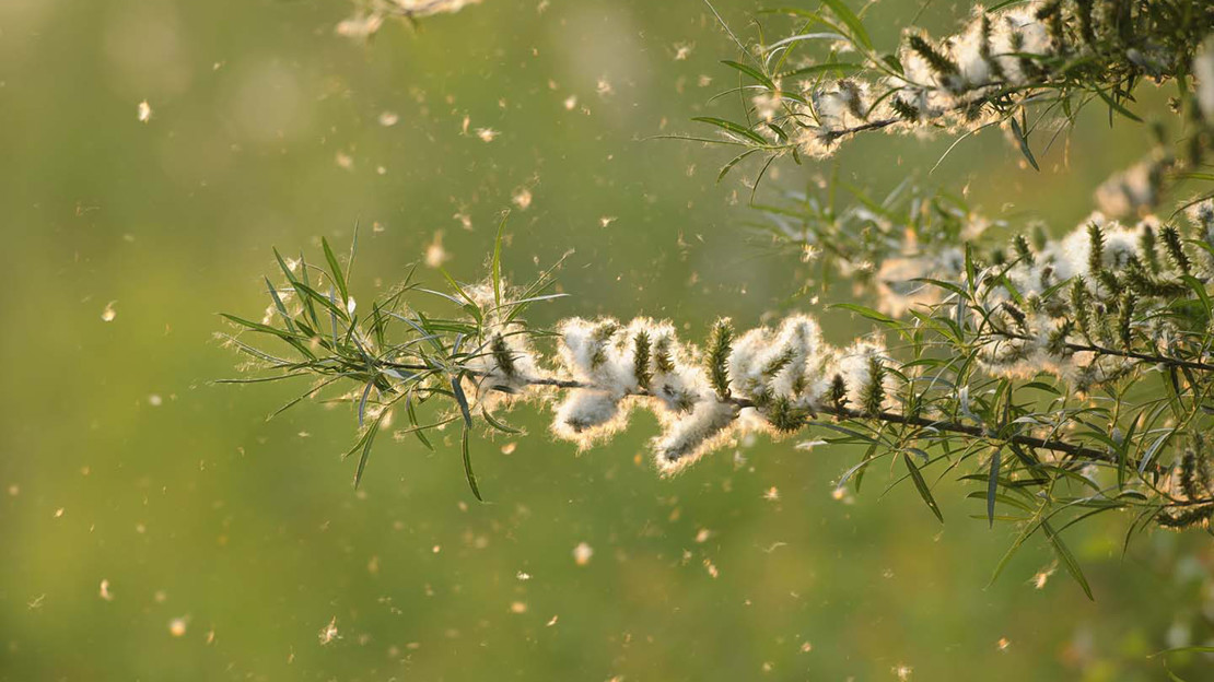 Willow releasing fluffy seed into the air