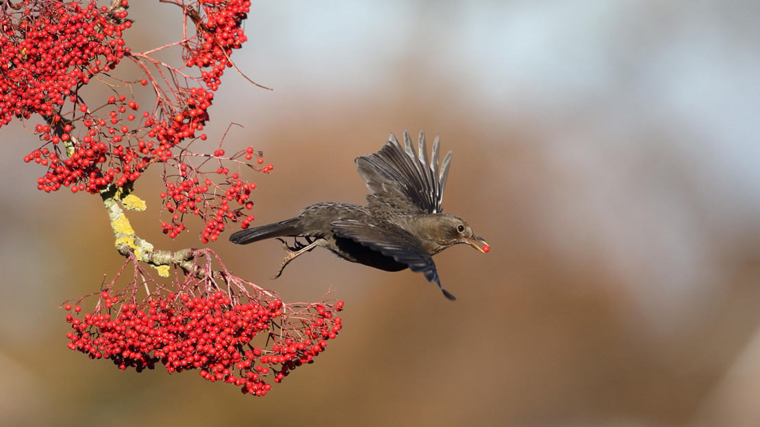 Female blackbird flying from rowan tree with berry in beak