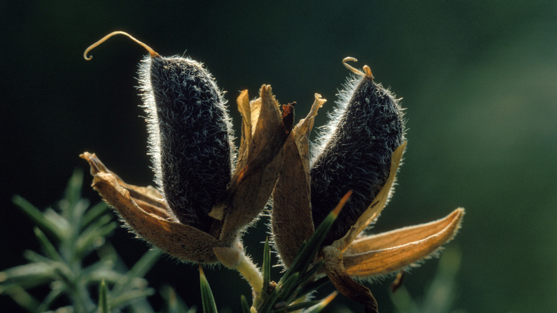 Gorse seed pods