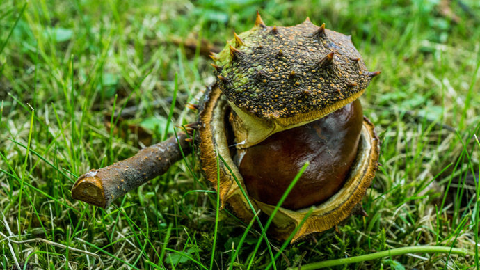 Horse chestnut fallen conker in shell