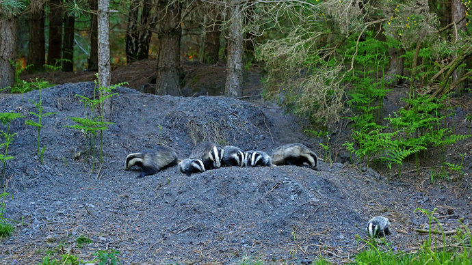 Badger family close to the sett