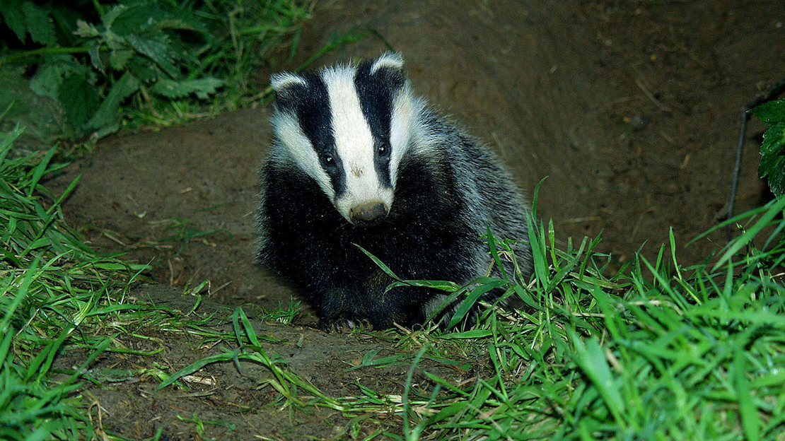 Badger coming out of sett