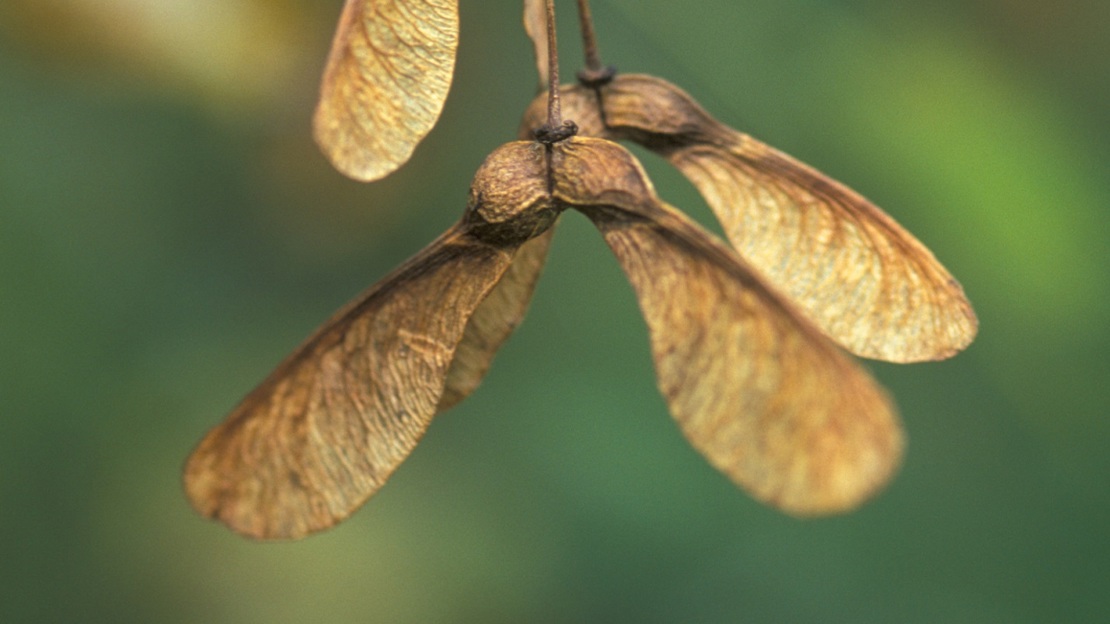 Close up of two pairs of brown sycamore seeds hanging in the air