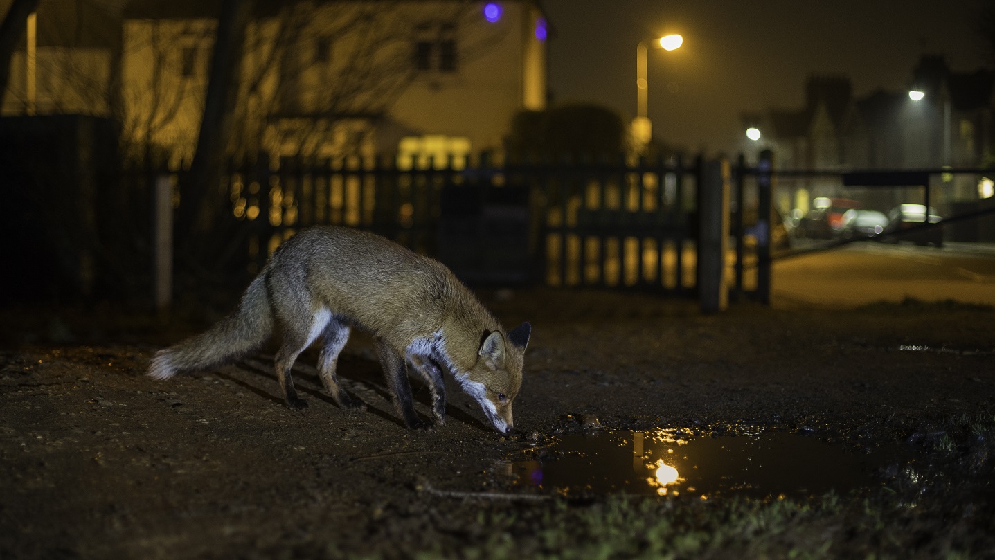 What Do Foxes Eat And More Fox Facts Woodland Trust