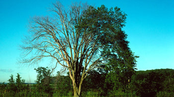 Elm tree dying of Dutch elm disease