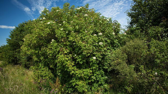 Elder tree in the wild