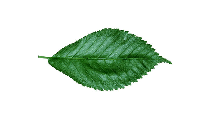 Huntingdon elm leaf