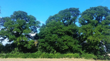 Huntingdon elm trees on a farm
