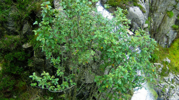 Arran whitebeam tree