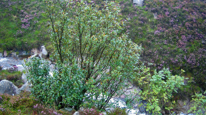 Arran whitebeam tree