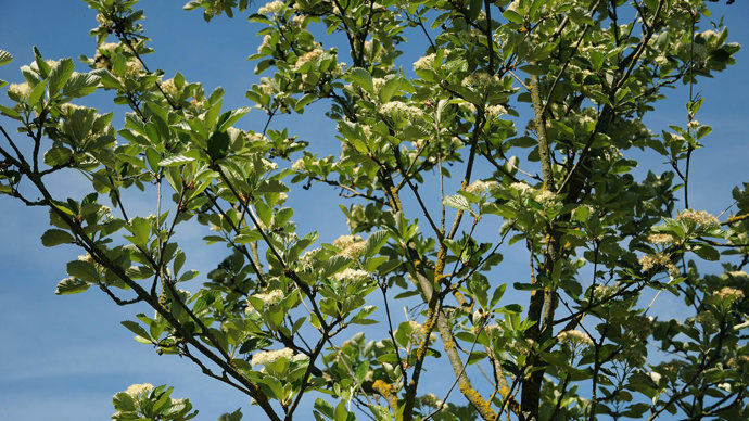 Rock whitebeam tree in bloom