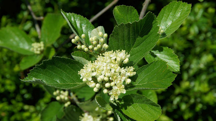Rock whitebeam flowers blossoming
