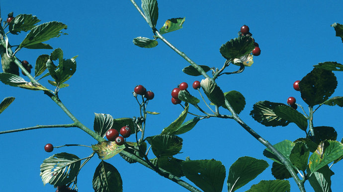 Rock whitebeam fruit and leaves