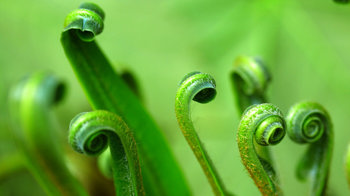 Hart's tongue fern spring growth