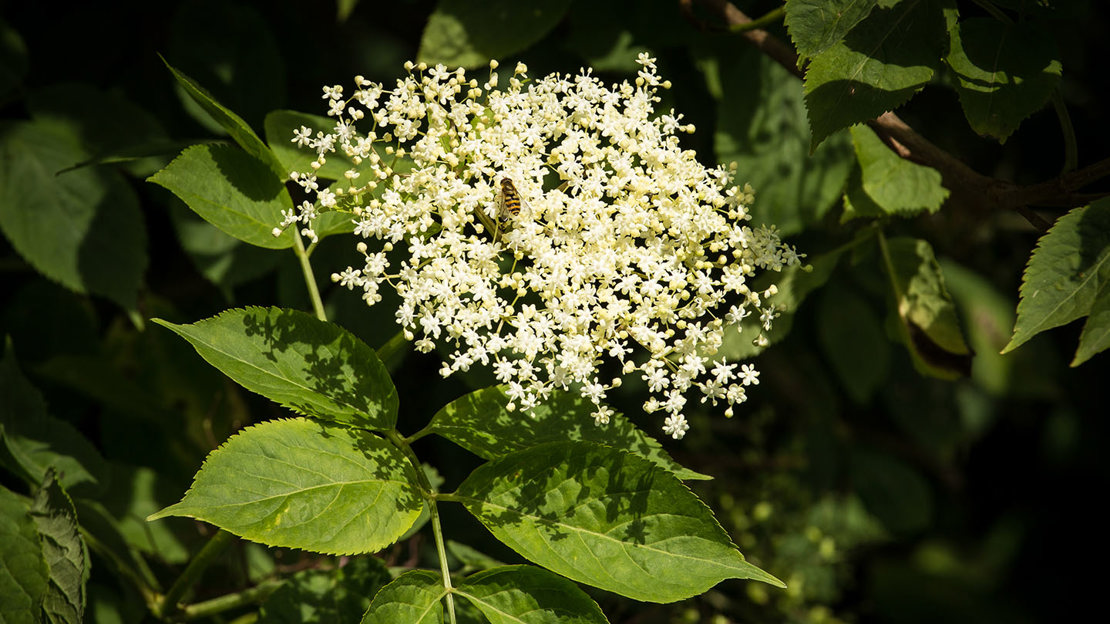 Elder flowers and leaves