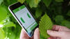 Woodland Trust Tree ID App
