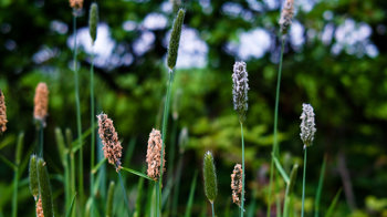 Meadow Foxtail Grass Seed Meadow Foxtail Grass Seed