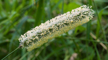 Timothy grass flowerhead