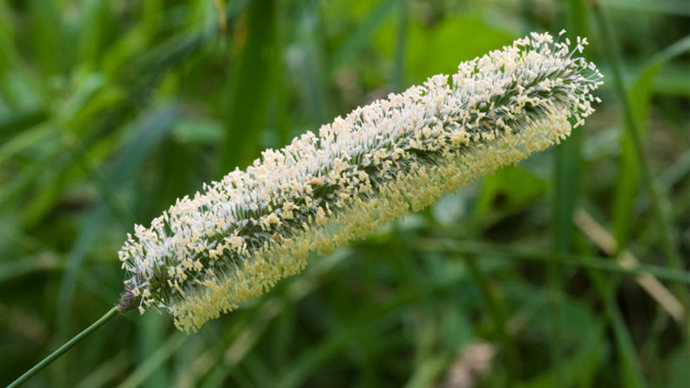 Timothy grass flowerhead