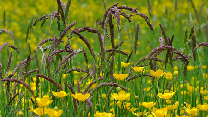 Yorkshire Fog Grass with Meadow Buttercups