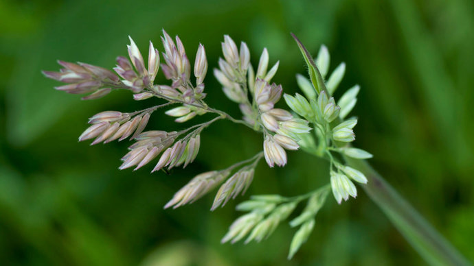Yorkshire Fog Grass