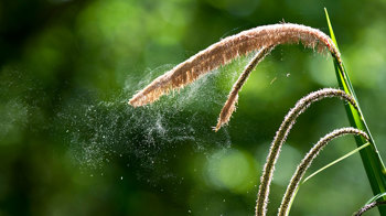 Pendulous Sedge Releasing Pollen