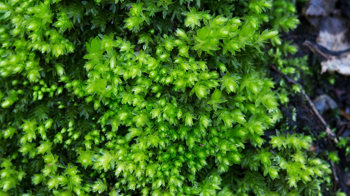 Swan's Neck Thyme Moss Swan's Neck Thyme Moss