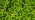 Common Striated Feather Moss